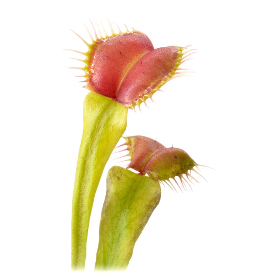 Dionaea muscipula 22Smash22 DSC 0341 900x900 1